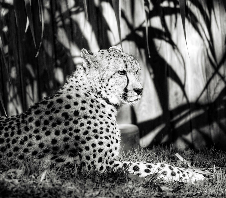 Cheetah Pose Photograph by Kathi Isserman