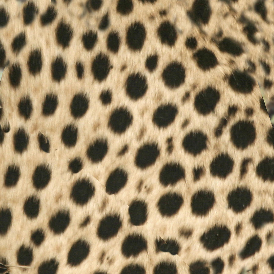 Cheetah Print Photograph by Karen Zuk Rosenblatt