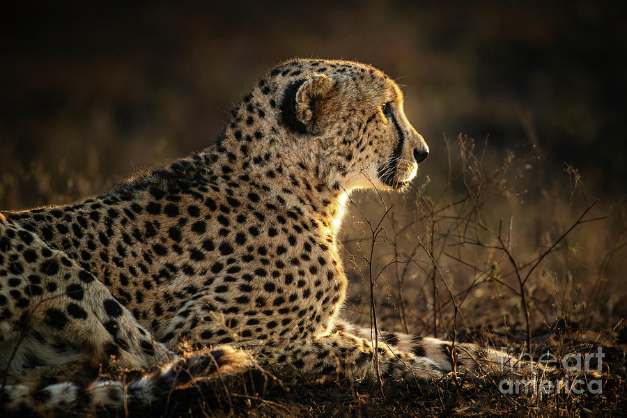 Cheetah Profile Photograph by Jamie Pham