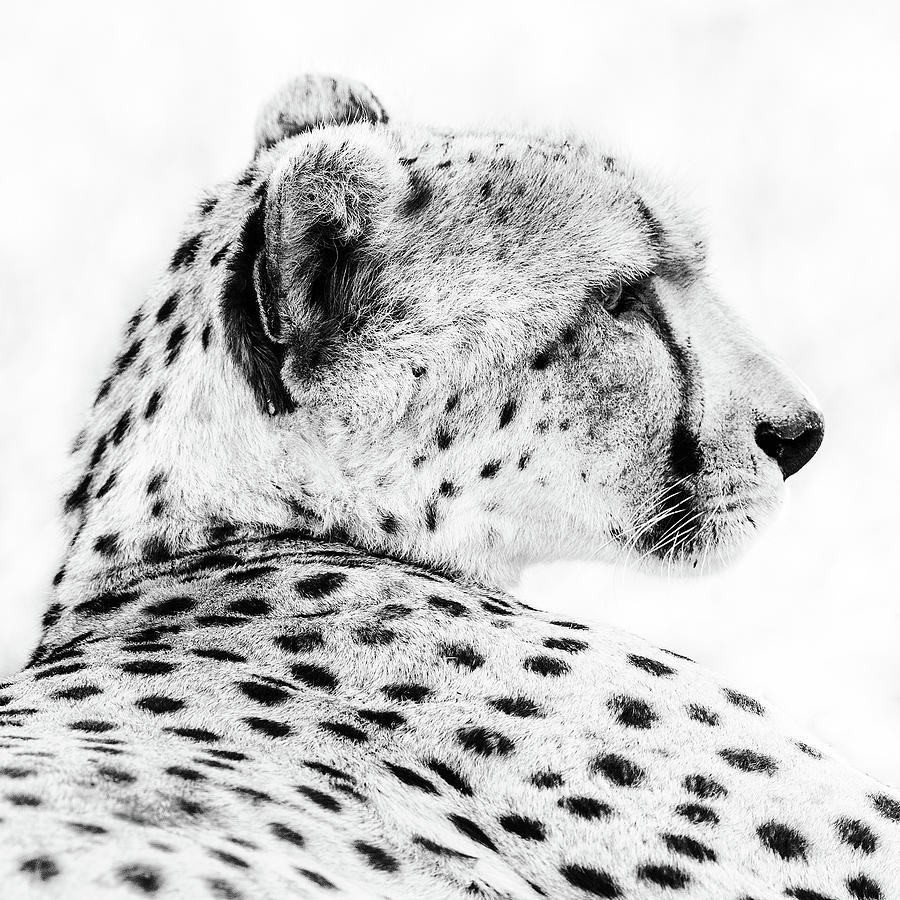 Cheetah Profile Photograph by Max Waugh