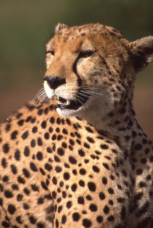 Cheetah Profile Photograph by Russ Considine