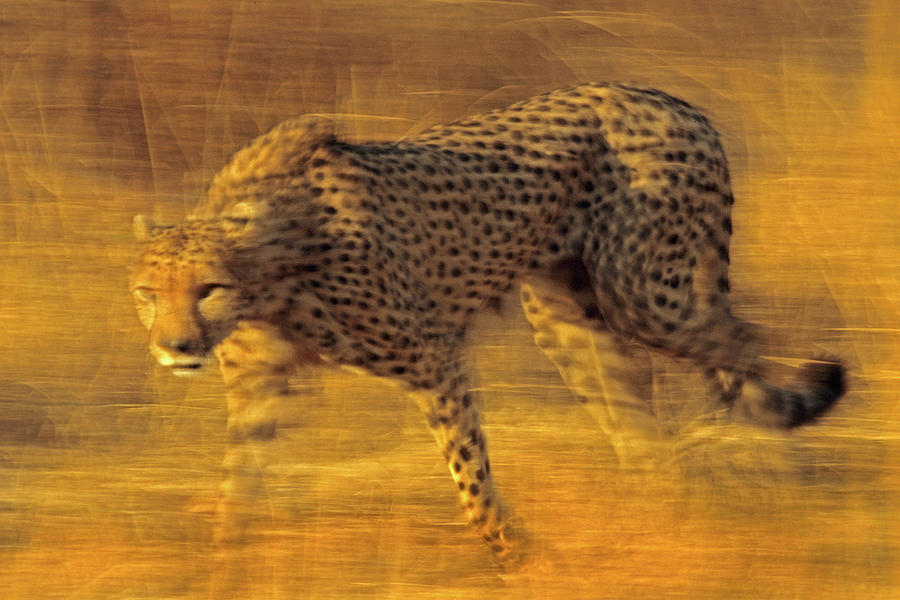 Cheetah prowling Photograph by Tim Fitzharris - Fine Art America