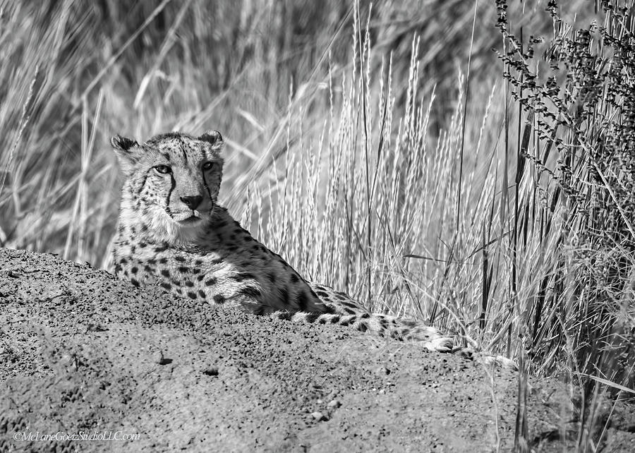 Cheetah Rest Photograph