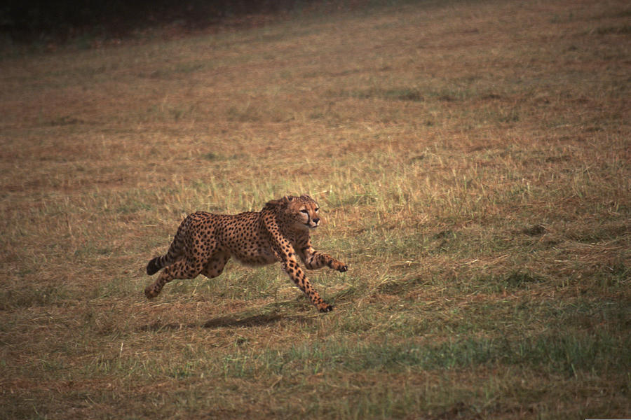 Cheetah running in grasslands , Kenya , Africa Photograph by Comstock Images
