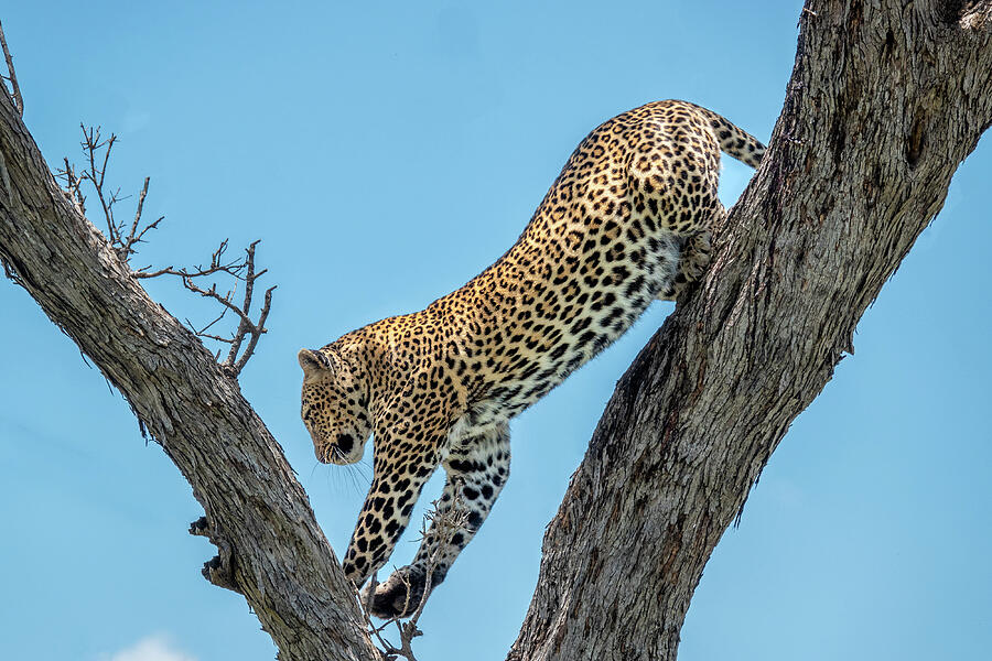 Wildlife Photograph - Cheetah by Sandi Kroll