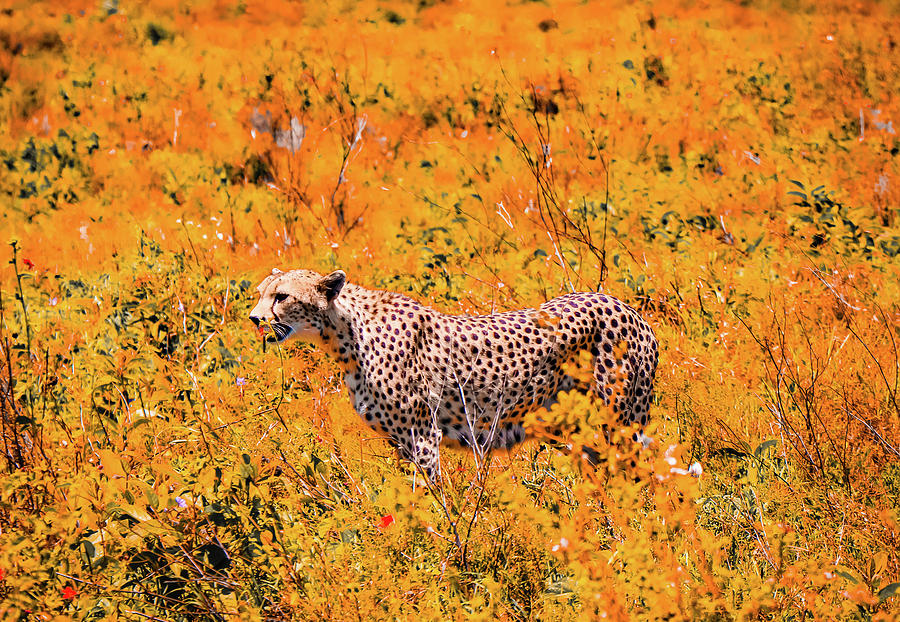 Cheetah Photograph - Cheetah by Shelly John