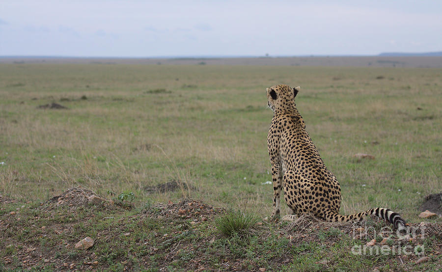 Cheetah Sitting Alert And Looking Out In The Vast Savannah Of Wild Masai Mara Kenya Photograph by Nirav Shah