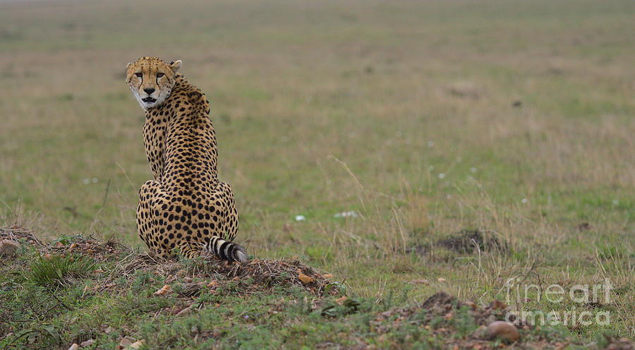 Cheetah sitting in the Masai Mara, Kenya looking back Photograph by Nirav Shah