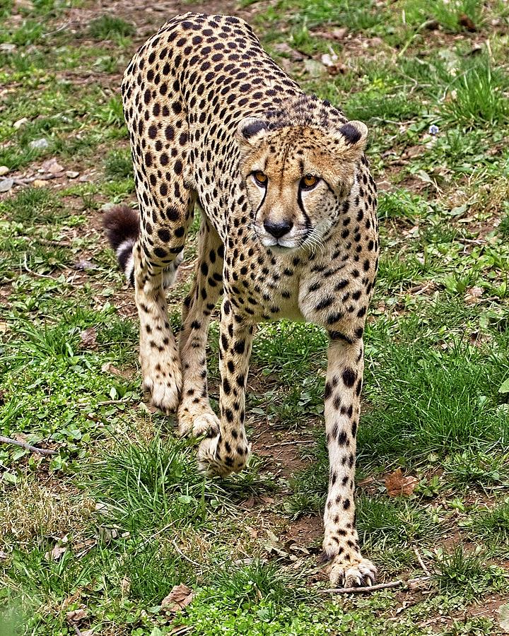 Cheetah, Smithsonian National Zoo. Photograph by Steven Ralser