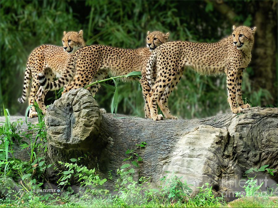 Cheetah St Louis zoo Photograph by Jim Trotter