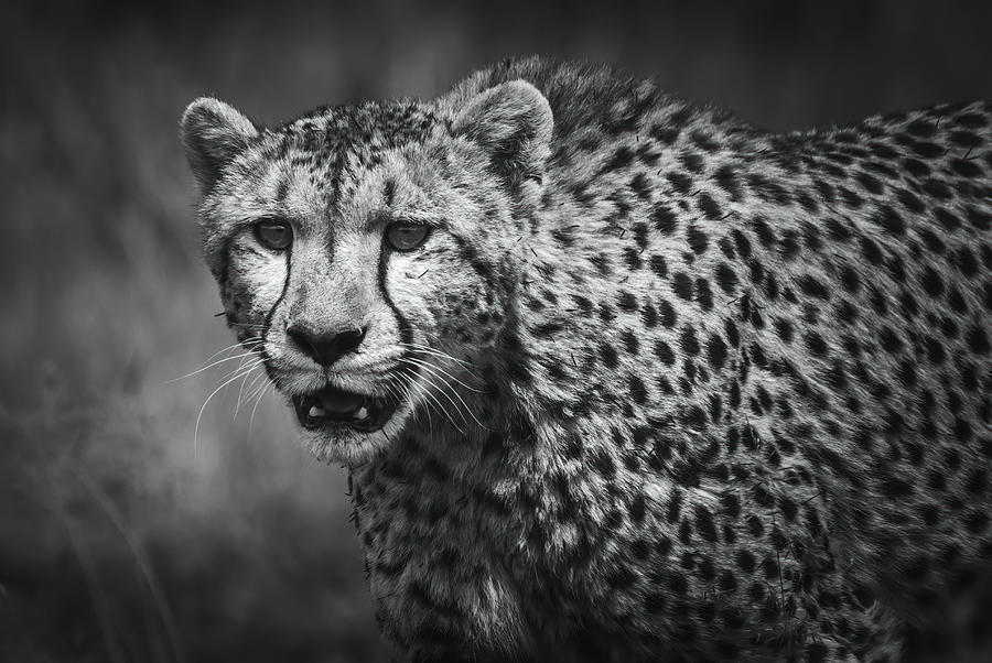 Cheetah Stalking Prey Photograph by Keith Carey