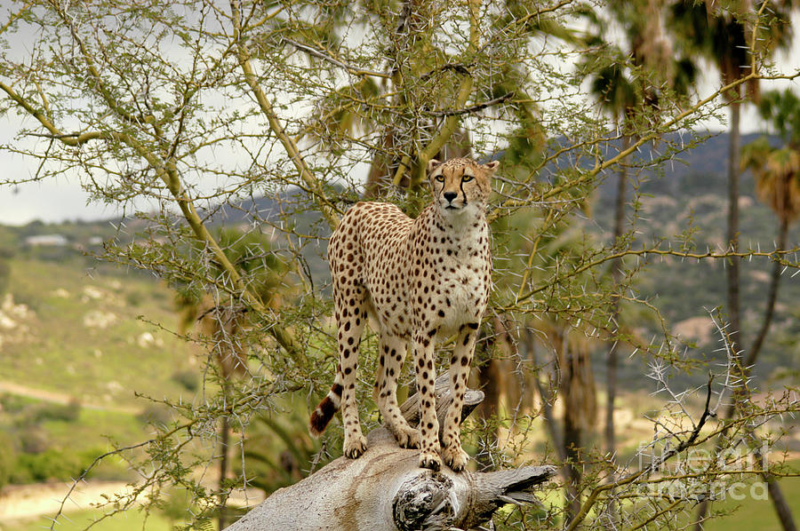Cheetah standing and looking for prey. Photograph by Gunther Allen