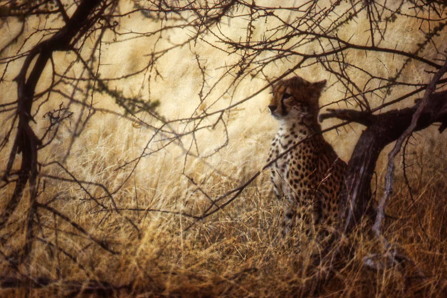 Cheetah Staring in the Shadows Photograph by Russ Considine