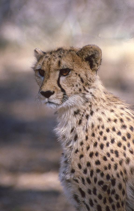 Cheetah Staring Photograph by Russel Considine