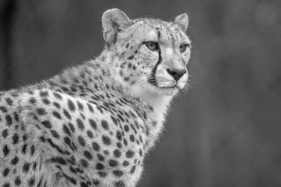 Cheetah up close in black and white Photograph by Merrillie Redden ...