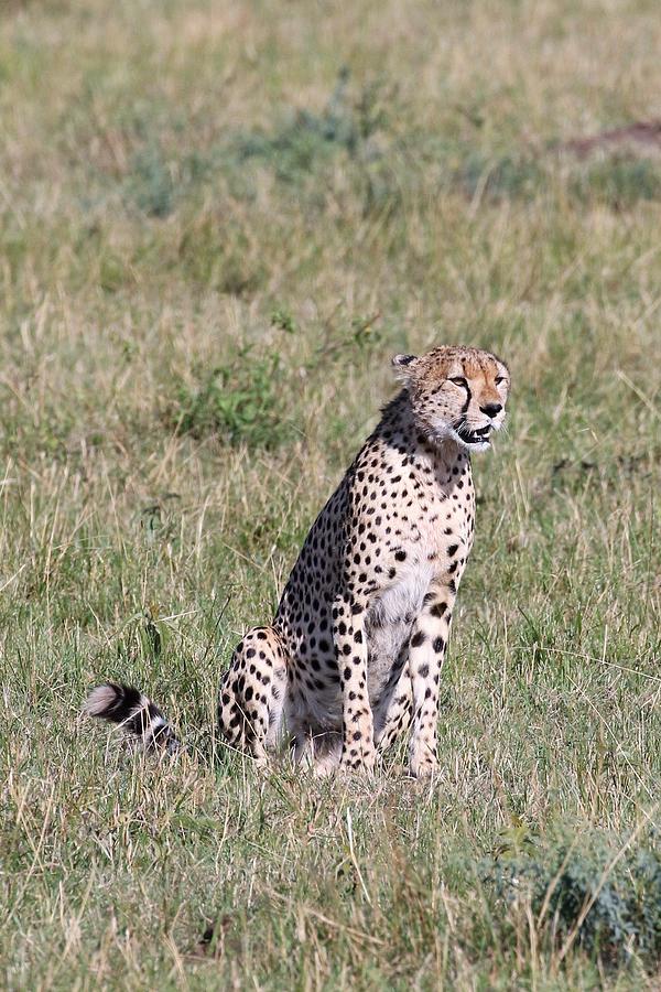 Cheetah vertical photo Photograph by Debbie Blackman - Fine Art America