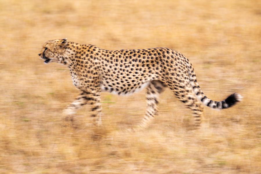 Cheetah Victim Searching Photograph by Yoshiki Nakamura