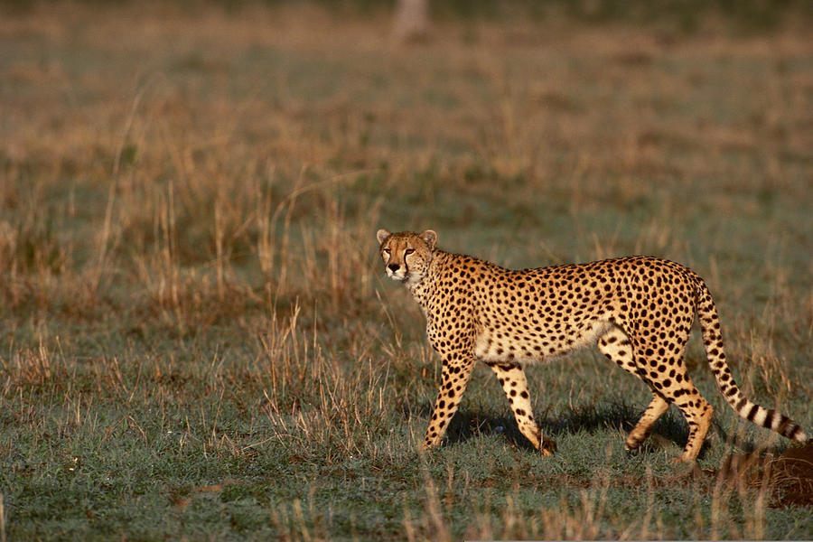 Cheetah walking through grasslands , Kenya , Africa Photograph by Comstock Images