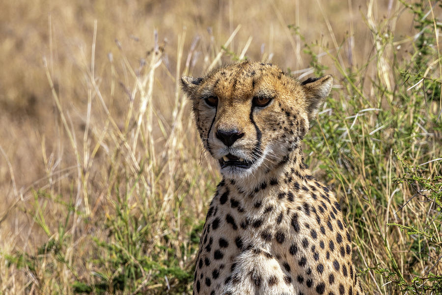 Cheetah Photograph by Wayne Simpson | Fine Art America