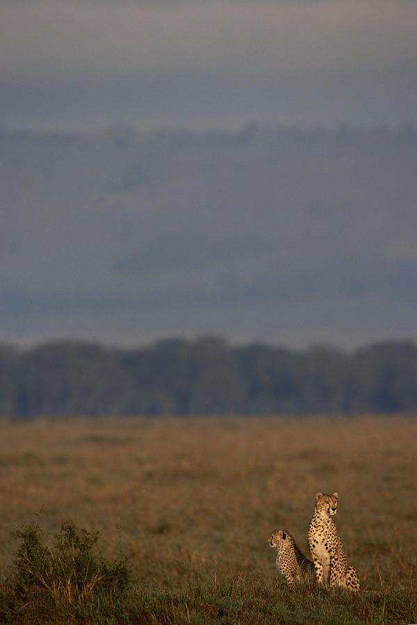Cheetah with cub in grasslands , Kenya , Africa Photograph by Comstock Images