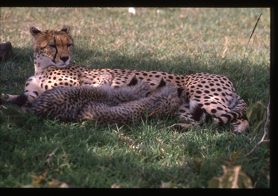 Cheetah with Cubs Nursing Photograph by Russel Considine