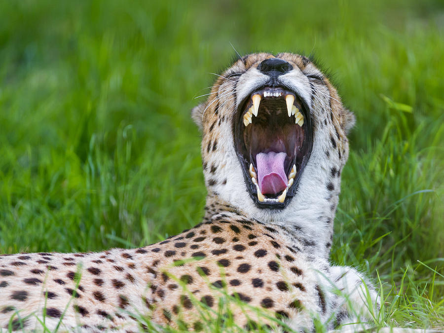 Cheetah yawning Photograph by Picture by Tambako the Jaguar