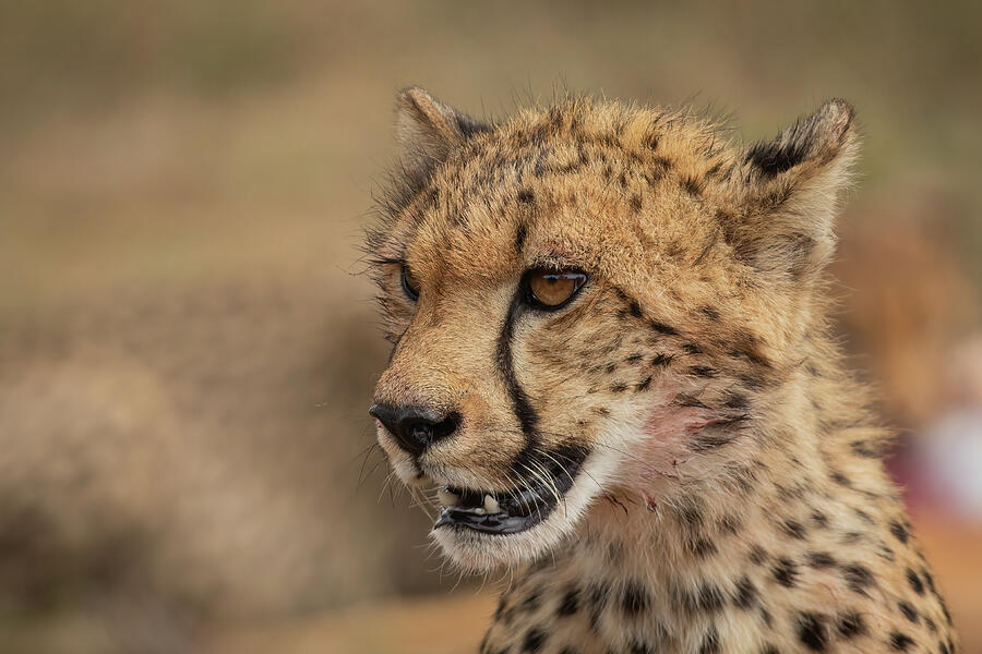 Cheetah - young male Photograph by Keith Carey