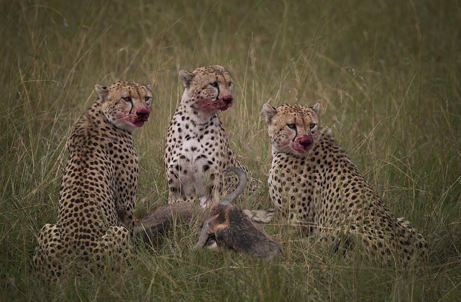 Cheetahs (Acinonyx jubatus), eating  a wildebeest Photograph by Buena Vista Images