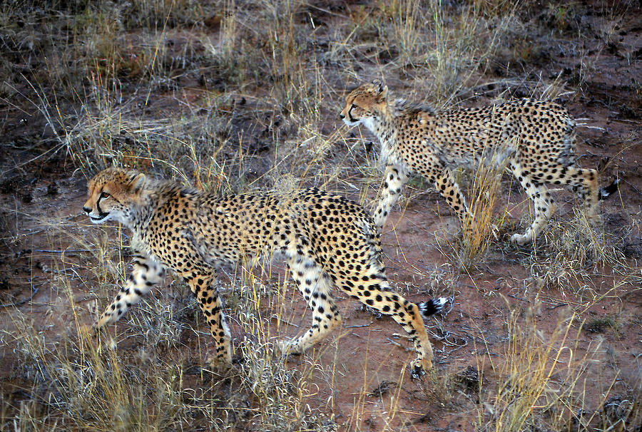 Cheetahs camouflaged in high grass Photograph by Steve Estvanik