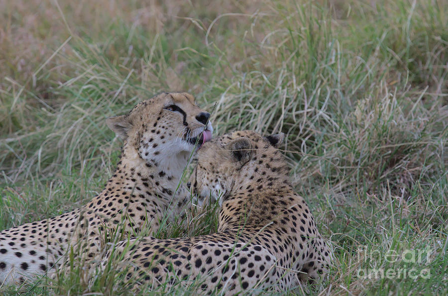 Cheetahs grooming each other Photograph by Nirav Shah