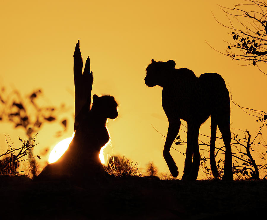 Cheetahs in Setting Sun  Photograph by Cheryl Strahl
