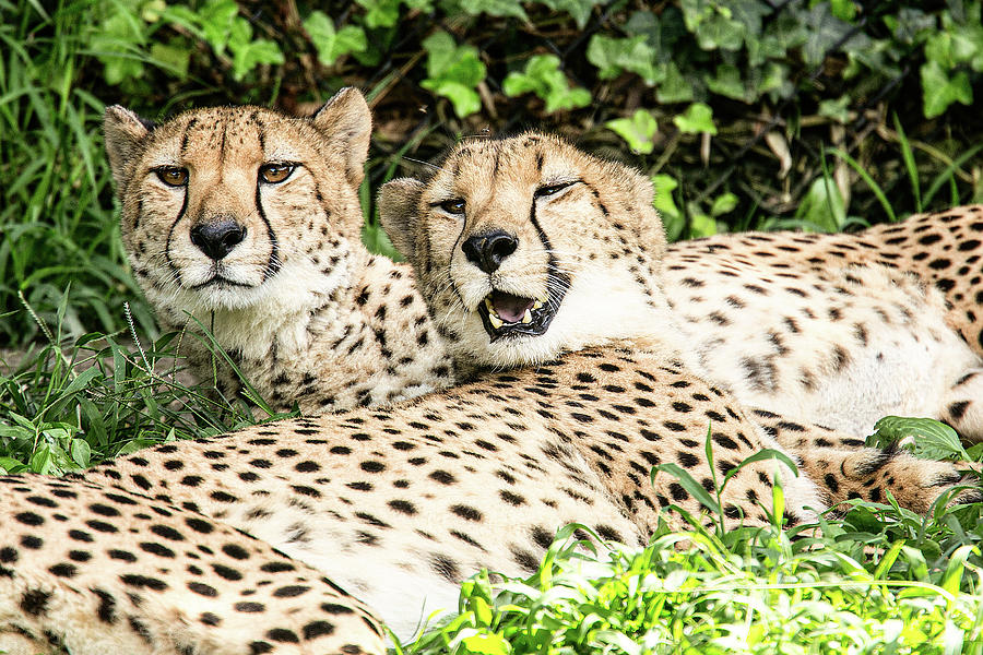 Pattern Photograph - Cheetahs by Pete Federico Pattern Photograph - Cheetahs by Pete Federico