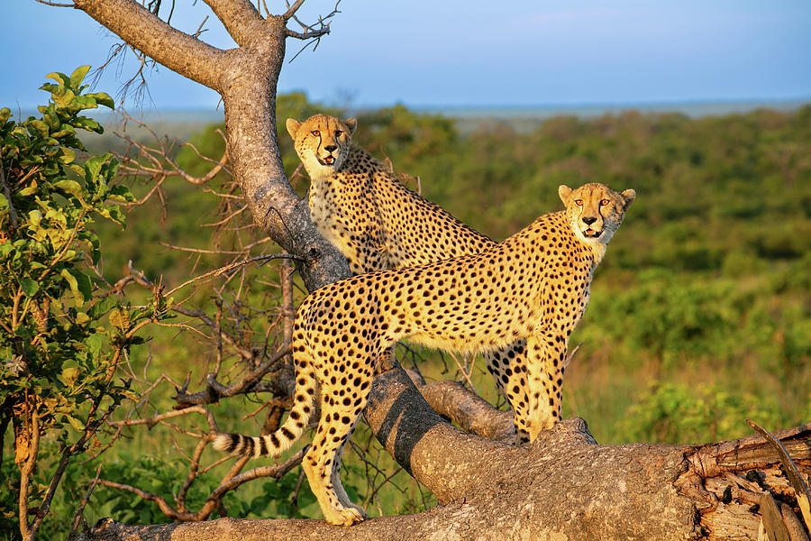 Cheetahs Photograph by Scott Daniel - Fine Art America