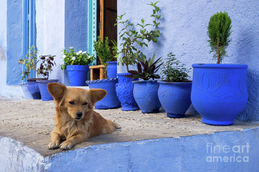 Chefchaouen Dog Photograph by Rick Piper Photography