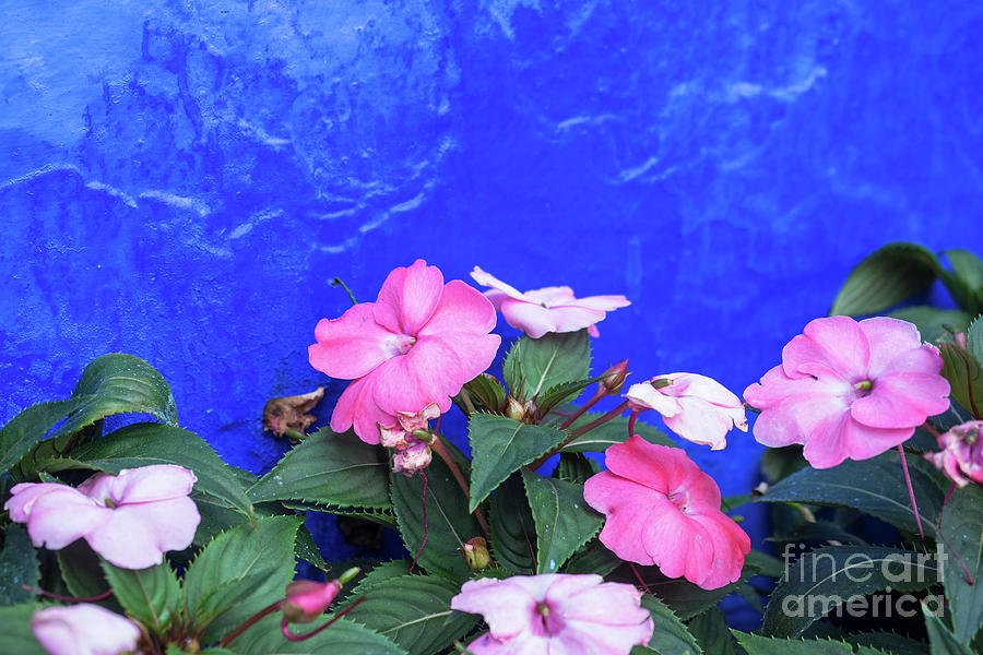 Chefchaouen Flowers Photograph by Rick Piper Photography