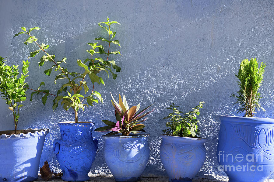 Chefchaouen Plant Pots Photograph by Rick Piper Photography