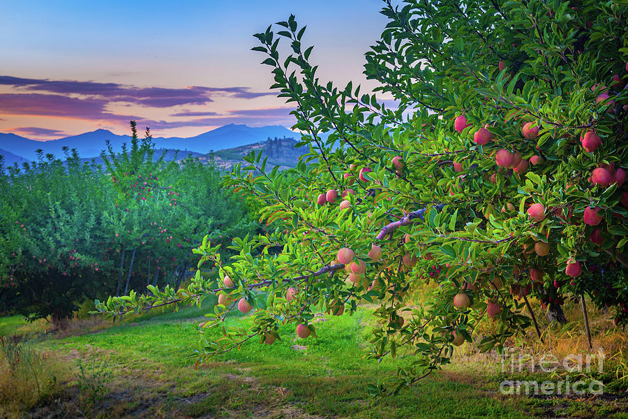 Chelan Apple Branch Photograph by Inge Johnsson