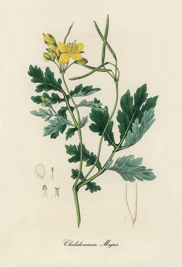 Nature Digital Art - Chelidonium Majus - Greater Celandine -Medical Botany - Vintage Botanical Illustration  by Studio Grafiikka