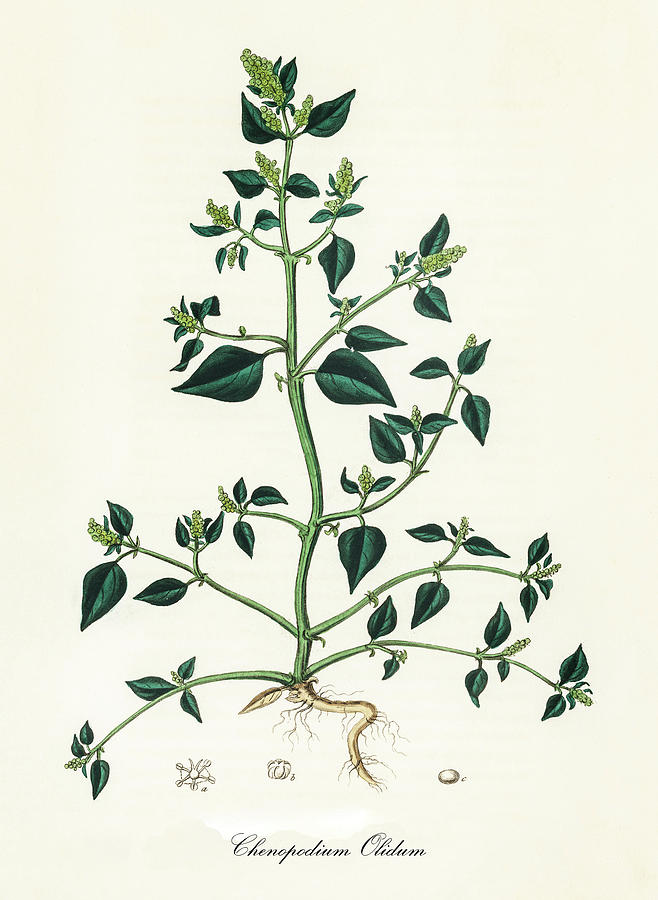 Nature Digital Art - Chenopodium Olidum - Lambsquarters - Medical Botany - Vintage Botanical Illustration by Studio Grafiikka