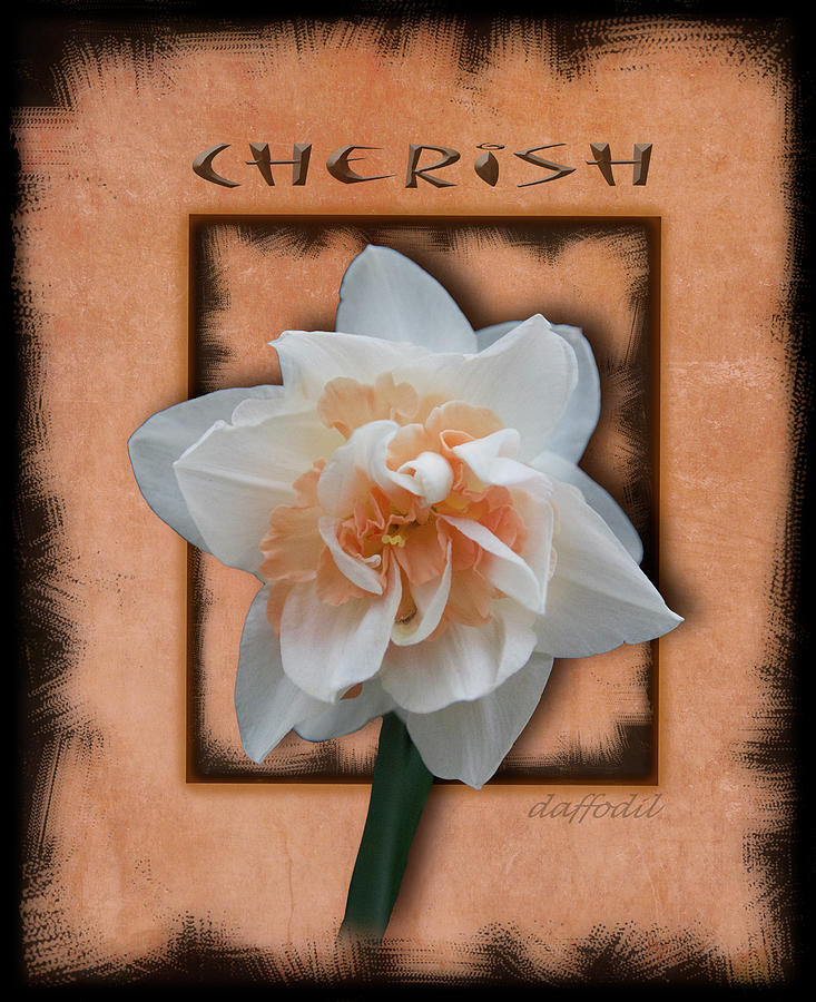 Peach Digital Art - Cherish - Framed Daffodil with Black Edge by Patti Deters