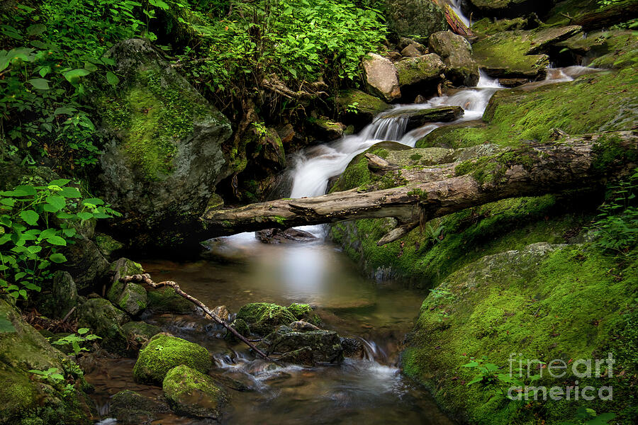 Cherokee National Forest Photograph by Shelia Hunt