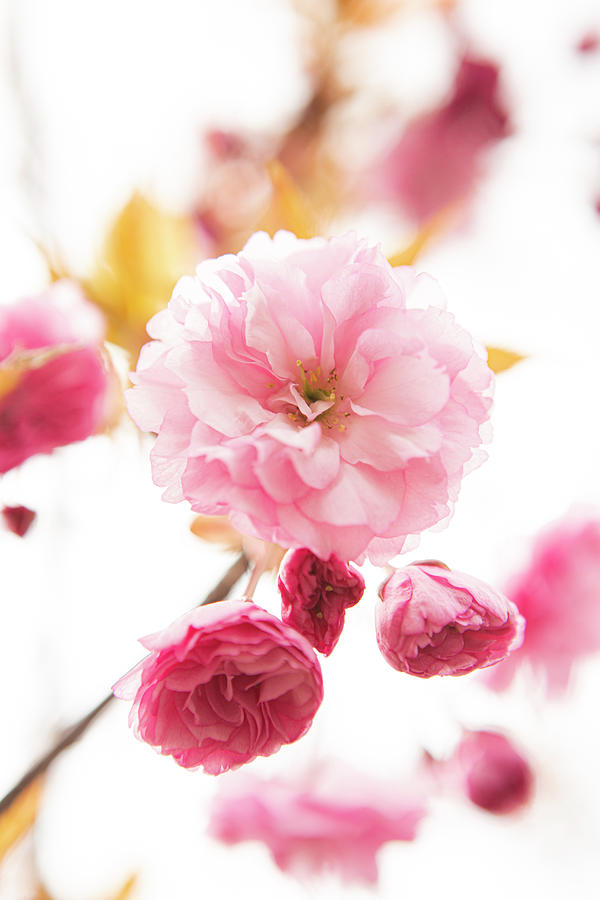 Cherries Blossom Photograph