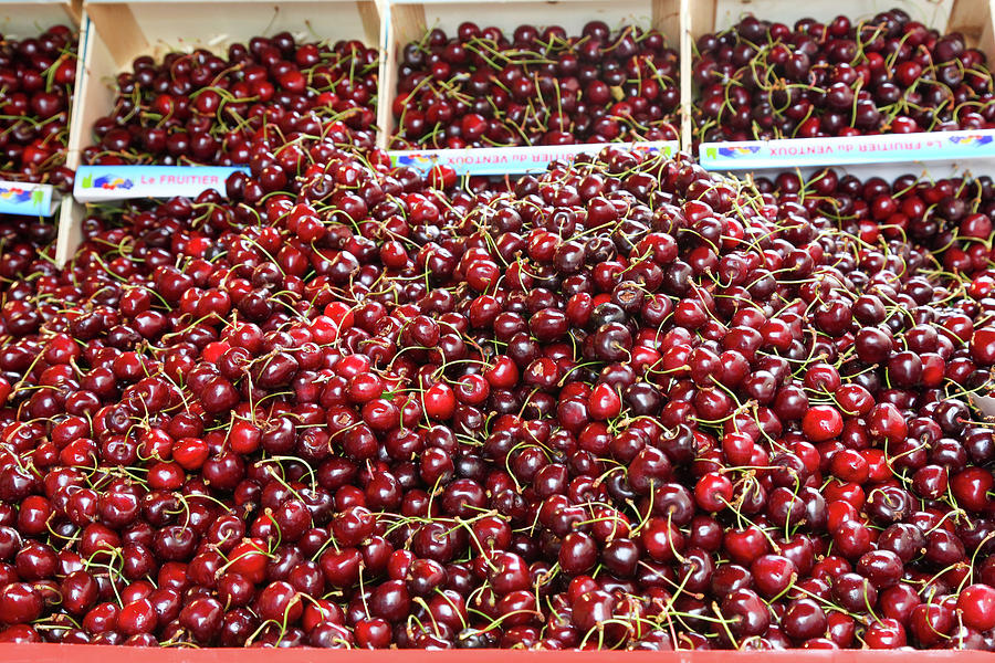 Cherries by the Bucketful Photograph by Steve Templeton