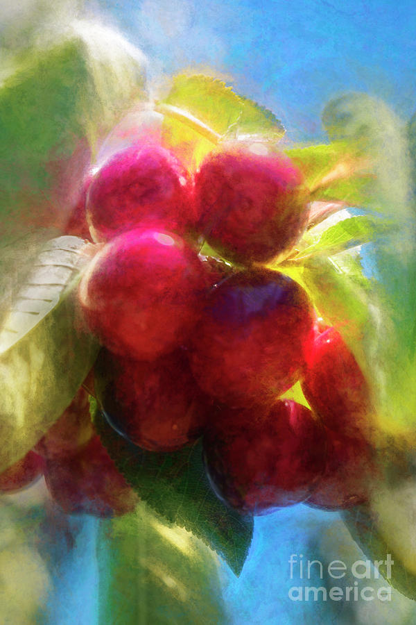 Cherries Photograph by Elaine Teague