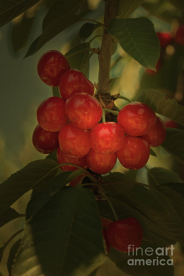 Cherries to Die For Photograph by Elaine Teague