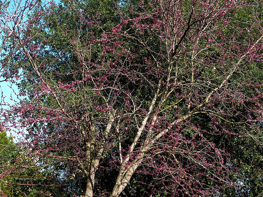Cherry and Oak Photograph by Richard Thomas