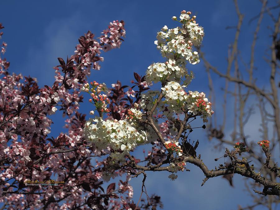 Cherry and Pear Blossoms Photograph by Richard Thomas