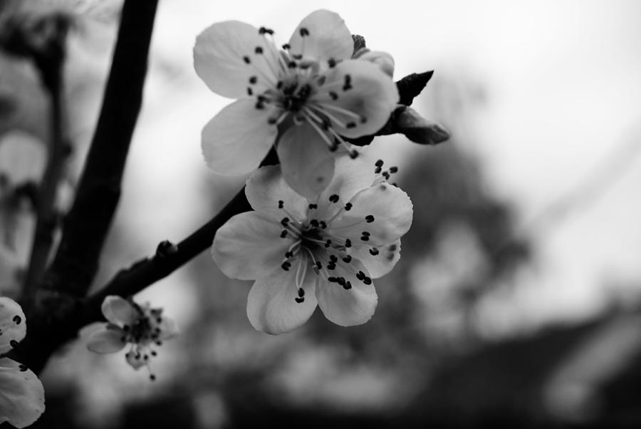 Cherry Black And White Flowers Photograph by Mona Master - Fine Art America