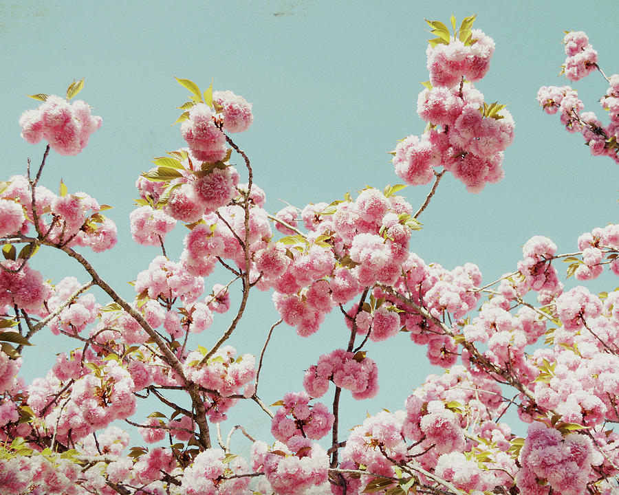 Cherry Bloom Photograph by Lupen Grainne