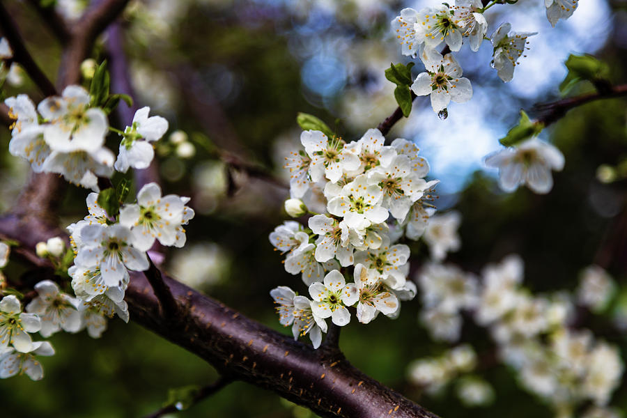 Cherry Blooms Photograph by Aashish Vaidya
